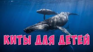 Киты для детей | Развивающие видео для детей | Карточки Домана