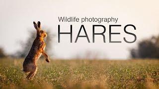 Wildlife photography: Photographing brown hares