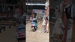 Kalagandh parel Ganpati workshop 2025