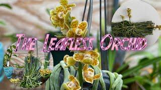 Chiloschista Viridiflora (Kanchanburi) || #leaflessplant #orchids #mylittlejungle