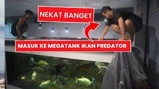 CRAZY!!! ENTER THE MEGATANK OF HUNGRY MONSTER PREDATOR FISH TO EVACUATE 90CM JUMBO PREDATOR FISH