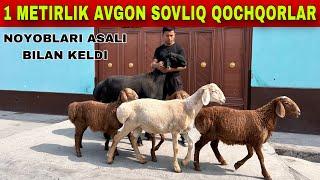 NOYOB EGIZCHI AVGON SOVLIQ QOCHQORLAR KELDI