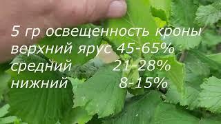 Фундук/Украина ч.5 Схема посадки. 6 групп кроны фундука. Август-2024 итоги... года