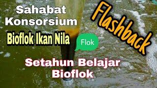 Sukses Budidaya Ikan Nila Teknologi Bioflok , Setahun sejak belajar