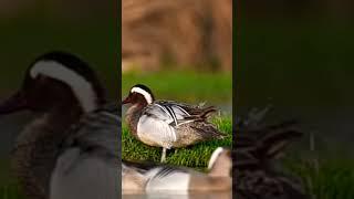Bird Photography||Water birds||Sahil studio 5757 Videography with Nikon#Sahilstudio 5757#Photography