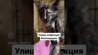 У нас новенькая, рассказываю о ней, в комментах читайте. #кошки #домашниеживотные