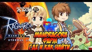 Как и где фармит Mandragora в Ragnarok M Eternal Love