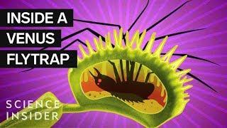 What's Inside A Venus Flytrap?