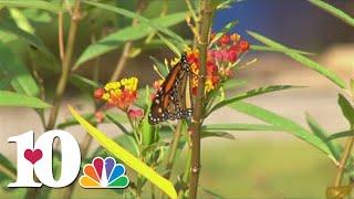 Volunteers capture monarch butterflies and attach tags to their wings every fall. Here's why.