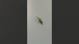 There was an insect in our boarding process  #viral #travel #spotter #shorts