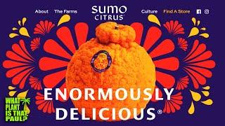 What are Sumo Citrus? / TASTE and REVIEW / Satsuma, Orange, and Mandarin