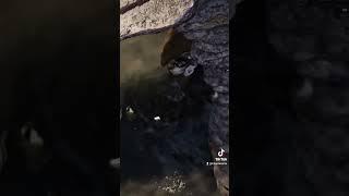 Aquatic turtles