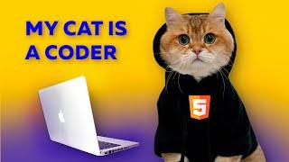 Cat programmer works hard. And you?