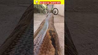 घर में अजगर सांप घुस गया  ।। Ajgar sanp ghus gaya#viral #shortsfeed #shorts