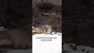 3D Scanning Bear and Wolf Dens In The Greater Yellowstone Ecosystem!