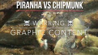 PIRANHAS VS CHIPMUNK  (Viewers Discretion is Advised!)