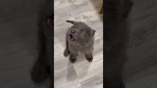 ~ BABY WOLF HOWLING ~
