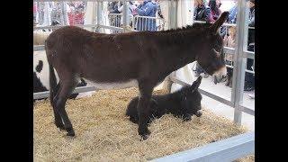 Características y Funciones del Burro  - TvAgro por Juan Gonzalo Angel