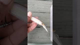 Berkley STUNNA Jerkbait Review #shorts