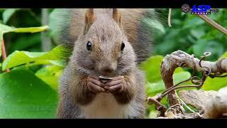 squirrel animal life in the wild | animal planet | ASP PRO