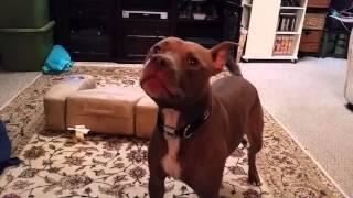 Batman Rescue Pitbull vs Stump Skyrim Dog