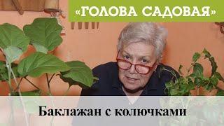 Голова садовая - Баклажан с колючками