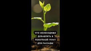 Грунт для рассады. Что необходимо добавлять в покупной грунт, чтобы рассада хорошо развивалась