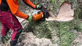 Große groß Tanne fällen mit Stihl ms 462 c