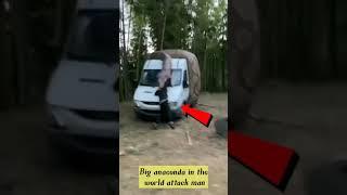 Big Anaconda attack on man  #shorts #short #ytshorts #youtbeshorts #animals #wildrift