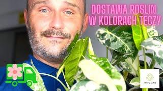 Frydek i Senecio Variegata,  Ph Florida Ghost i rośliny w kolorach tęczy w dostawie Zielonego Pokoju