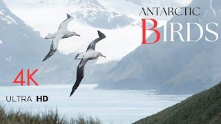 Birds of Antarctic 4K