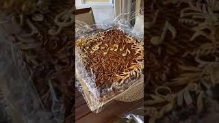 Пирг для Юлии Ковальчук. Видео https://www.instagram.com/juliakovalchuk/
