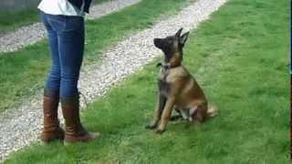 Iyota - Malinois - 5 mois - Obéissance