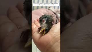 A man accidentally saw a sparrow fall from its nest and brought it home to care for it.