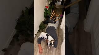 #plants #comedy #houseplants #fail