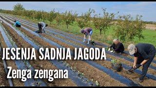 Sadnja jagoda Zenga zengana