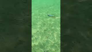 Swimbait #shorts #shortvideo #bassfishing #fishing #fun #series #fish #bass #fishingtips #series #1k
