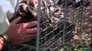 Ocelots, Phantom Felines of the Rio Grande Valley, Texas