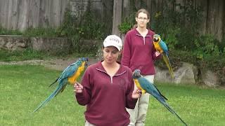 African Lion Safari Bird Show in Hamilton - HD