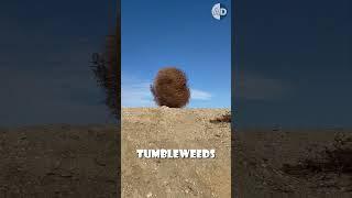 Tumbleweeds: Russia’s Surprising Invasion of America!