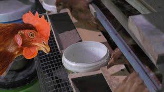 A drinker combined with a feeder for chicken cages