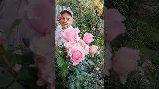 Роза Софи Роша