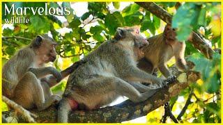 Great Jane n/onconsensuall to Jonna wants closer, Cuz many male monkeys still n/eeds