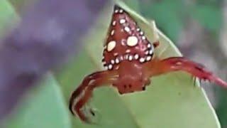 Triangular spider (Arkys Lancearius) bungee jumping