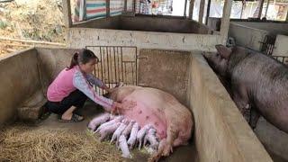 Full video: sow gives birth to piglets. Maternal instinct of sows, do sows love piglets? ( Ep 294 )