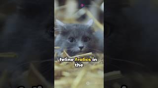 Furry Felines Frolic: Farm Edition 