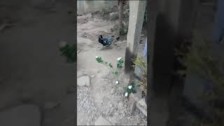 Pu dj Elvis, D Vaison #hen #chicks #kukizo #zogam #kangleipak #zalengam #kukiland