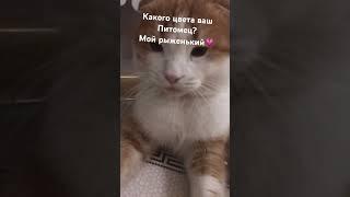 Моя зайка)) #котик #кот #смешныекоты #рекомендации #реки #shorts #cat  #актив #няшка