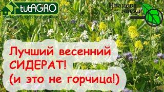 ОЖИВИТЕ ПОЧВУ ЭТИМ ВЕСЕННИМ СИДЕРАТОМ. ЛУЧШЕ ЕГО ВЕСНОЙ ТОЛЬКО ЕГО СМЕСЬ С ГРЕЧИХОЙ!