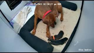 German Pinscher new horns